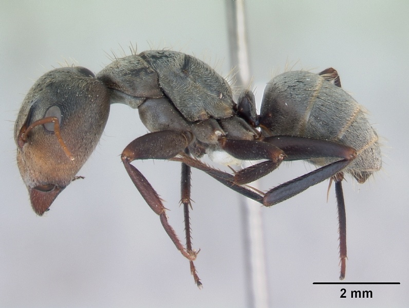 File:Camponotus pellitus casent0173435 profile 1.jpg