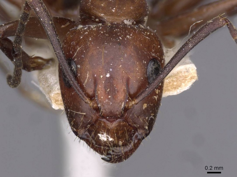File:Camponotus picipes casent0910013 h 1 high.jpg