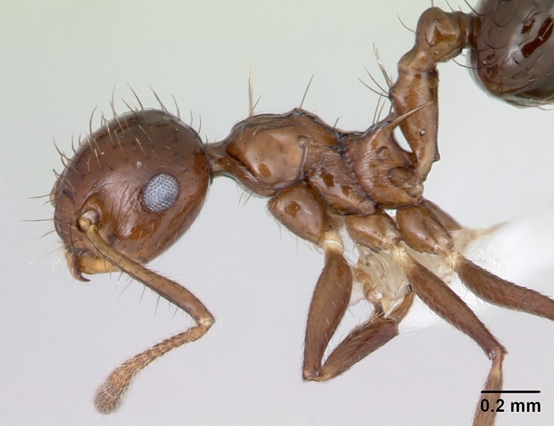 File:Crematogaster nigropilosa casent0173945 profile 1.jpg