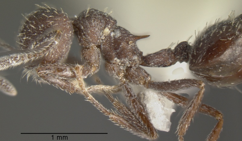 File:Crematogaster scapamaris casent0625397 p 1 high.jpg