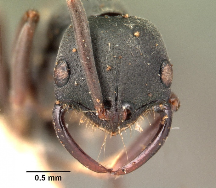 File:Leptogenys maxillosa casent0101496 head 1.jpg