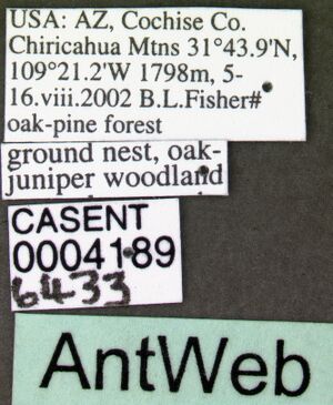 Liometopum apiculatum casent0004189 label 1.jpg