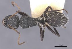 Camponotus benguelensis casent0911829 d 1 high.jpg