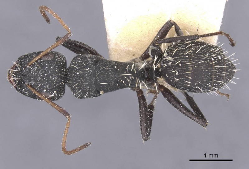 File:Camponotus benguelensis casent0911829 d 1 high.jpg