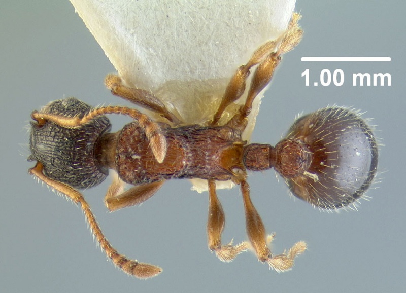 File:MCZ-ENT00028799 Myrmica schencki var. starki had.jpg