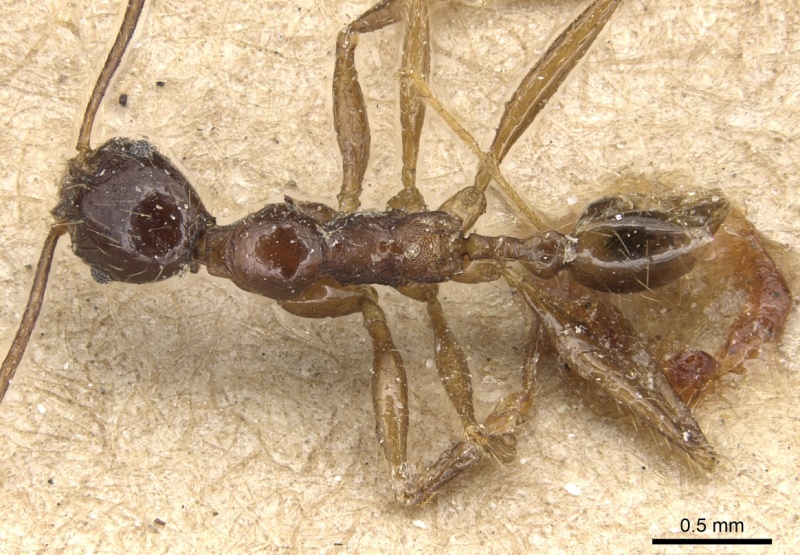 File:Pheidole longicornis casent0904236 d 1 high.jpg