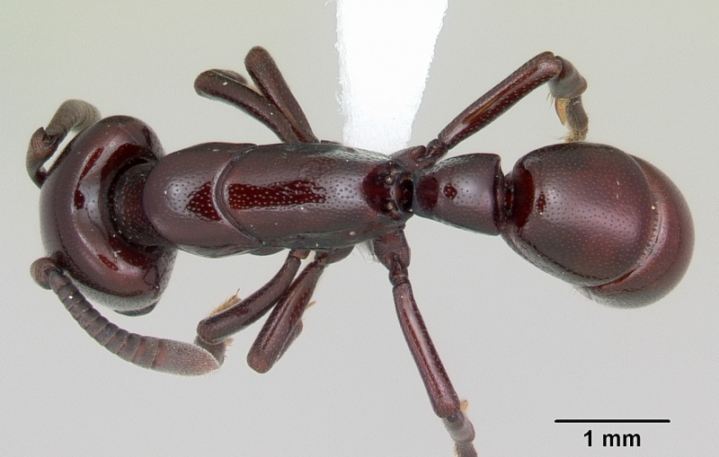 File:Plectroctena ugandensis casent0003114 dorsal 1.jpg