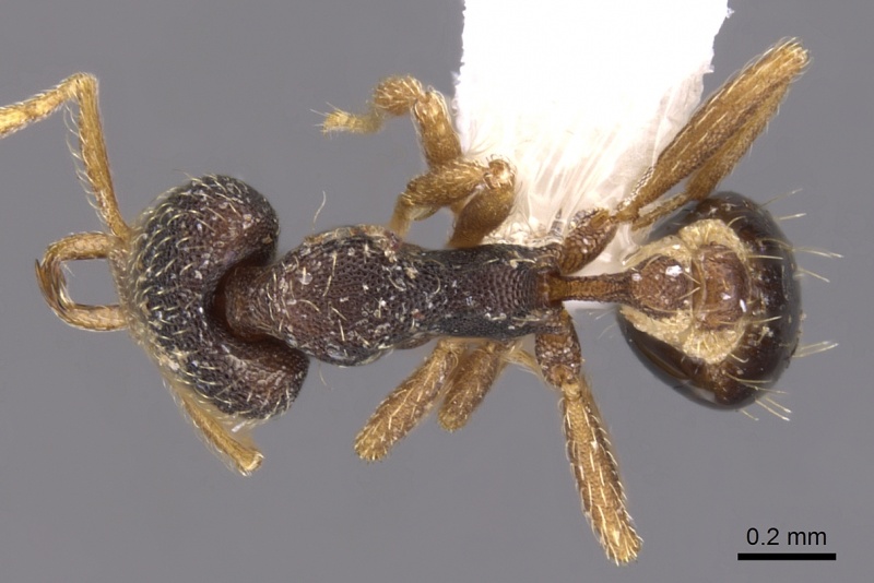 File:Strumigenys deuteras casent0900907 d 1 high.jpg