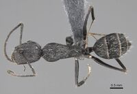 Camponotus liandia holotype casent0803903 d.jpg