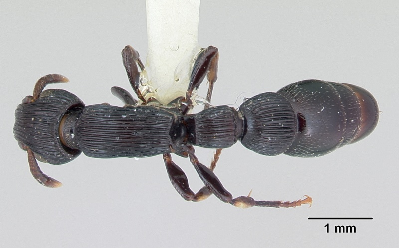 File:Cylindromyrmex whymperi casent0006105 dorsal 1.jpg