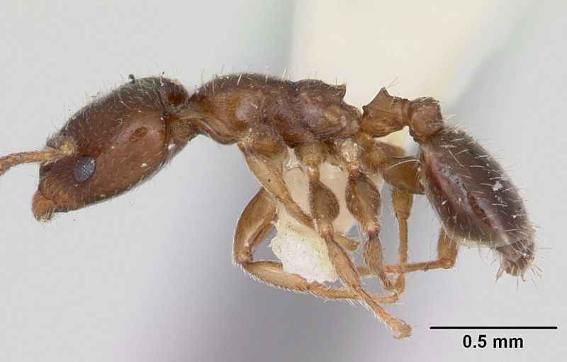 File:Gauromyrmex acanthinus casent0172786 profile 1.jpg