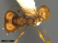 Pheidole-atua-Holotype-MCZ001D.jpg