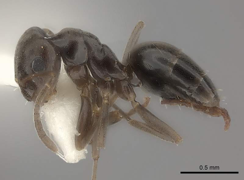File:Plagiolepis squamulosa casent0217738 p 1 high.jpg