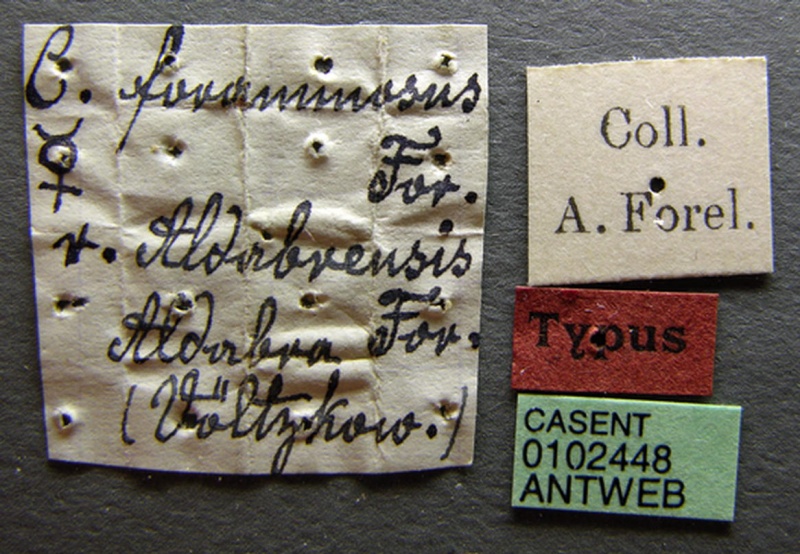 File:Camponotus auropubens aldabrensis casent0102448 label 1.jpg