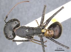 Camponotus natalensis casent0903521 d 1 high.jpg