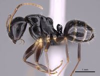 Camponotus zavo casent0060041 p 1 high.jpg