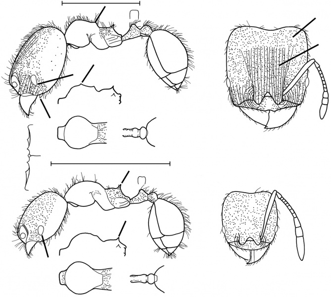 File:Pheidole hizemops Wilson 2003.jpg