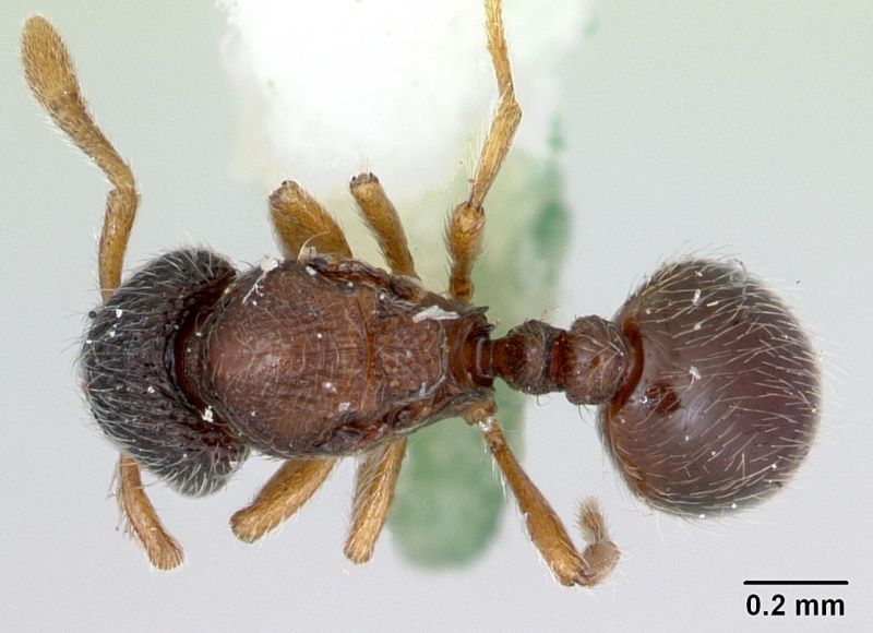 File:Adelomyrmex myops casent0173239 dorsal 1.jpg