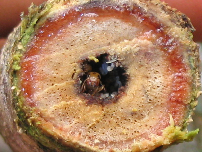 File:Gesomyrmex Loei nest Decha Wiwatwitaya.jpg