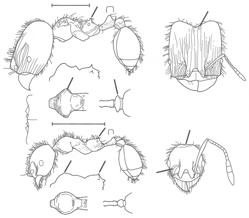 Pheidole antillana Wilson 2003.jpg