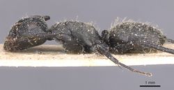 Camponotus foraminosus casent0911836 p 1 high.jpg