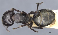 Camponotus nigroaeneus casent0903543 d 1 high.jpg