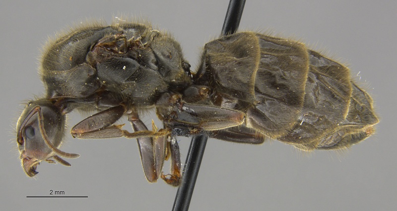 File:Mcz-ent00668869 Liometopum apiculatum queen hal.jpg