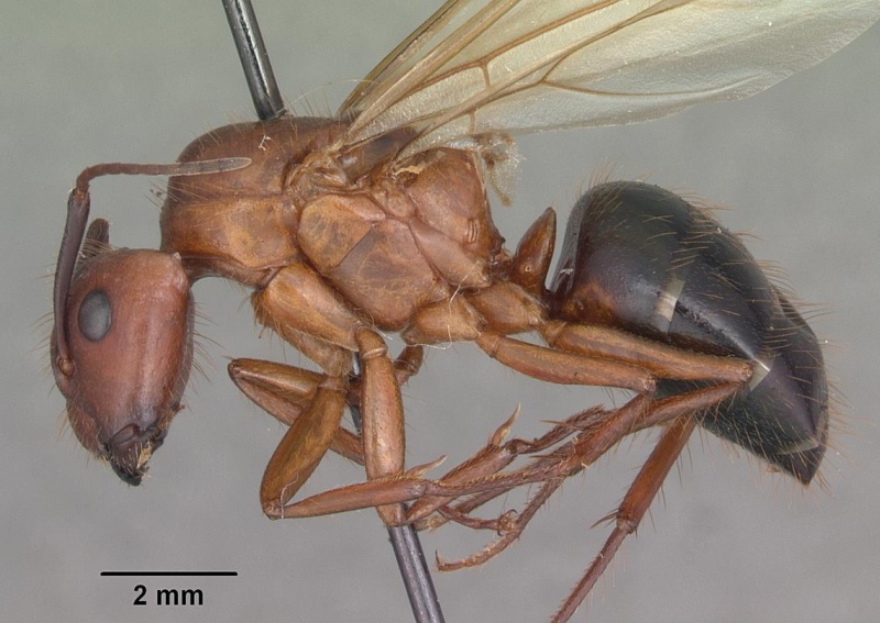 File:Camponotus floridanus casent0103675 profile 1.jpg