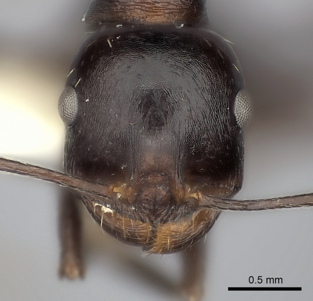 File:Messor capensis casent0217868 h 1 high.jpg