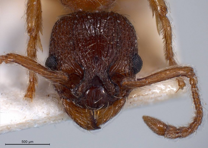 File:Myrmica curvithorax antweb1008447 h 2 high.jpg