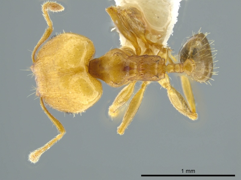 File:Pheidole daphne inbiocri001230999 d 1 high.jpg