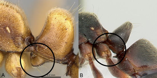 Schmidt & Shattuck (2014), Key Fig. 61.jpg