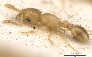 Tetramorium ericae casent0901148 p 1 high.jpg