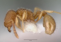 Tetramorium myops castype12627 profile 1.jpg