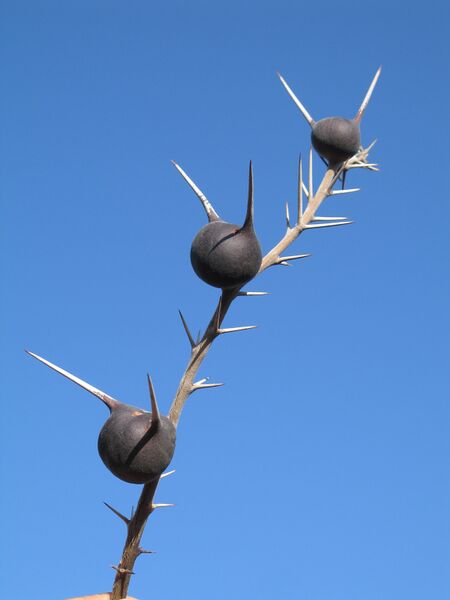 File:Vachellia (Acacia) drepanolobium swollen thorns.JPG