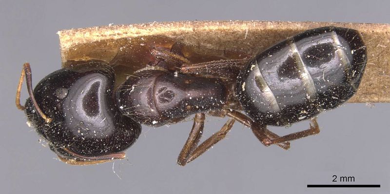 File:Camponotus natalensis fulvipes casent0905229 d 1 high.jpg