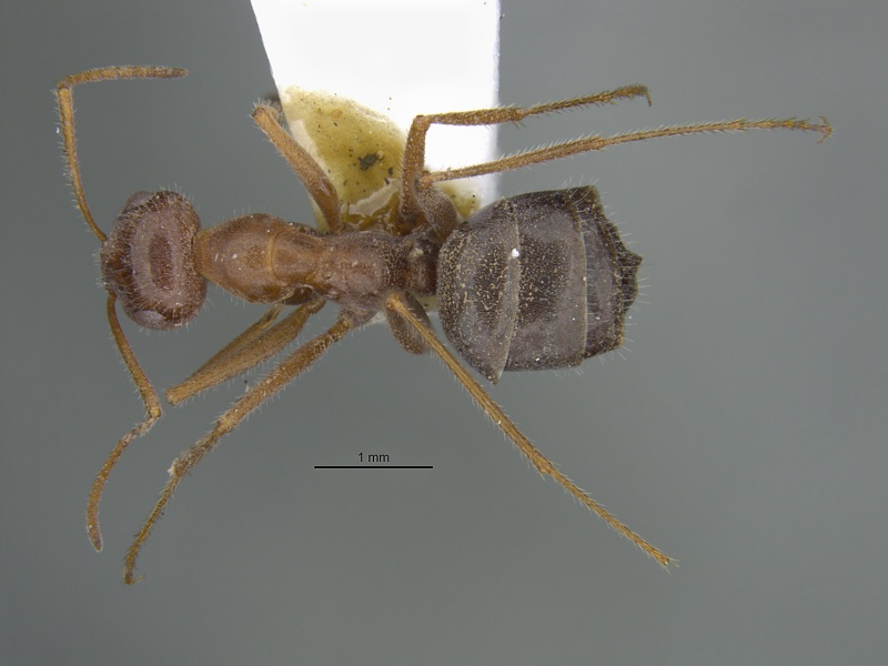 File:MCZ-ENT00028109 Myrmecocystus melliger semirufus var romainei had.jpg