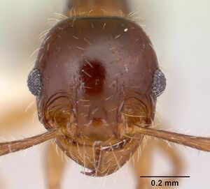 Pheidole vallifica casent0178066 head 1.jpg