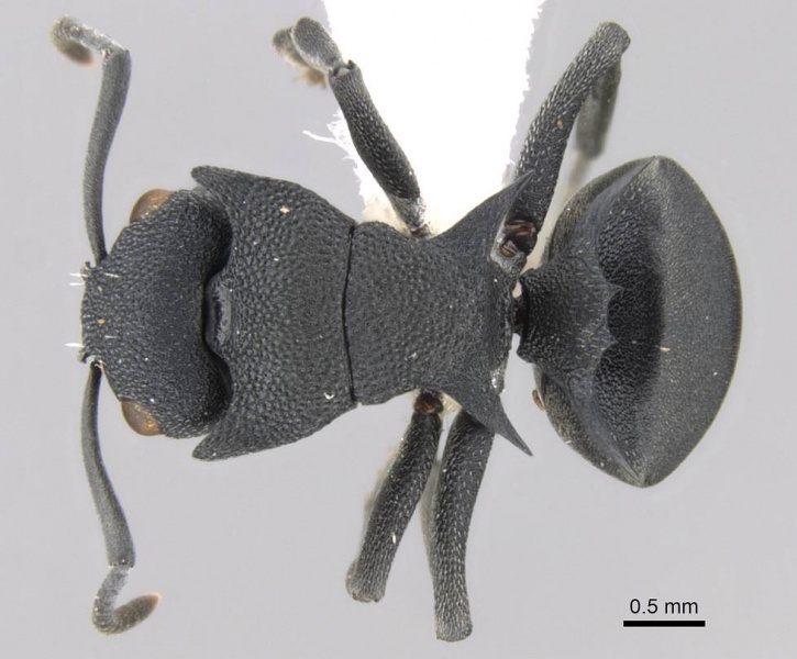 File:Polyrhachis cryptoceroides casent0906756 d 1 high.jpg