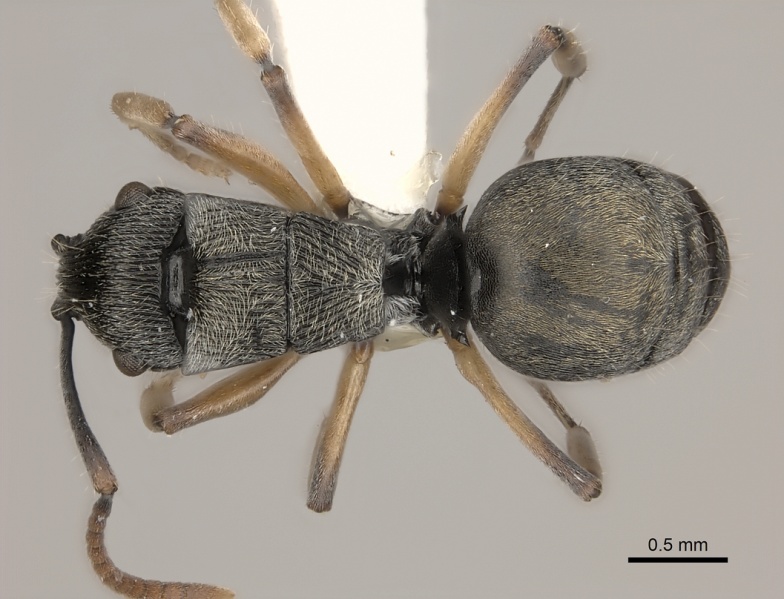 File:Polyrhachis parva casent0217436 d 1 high.jpg