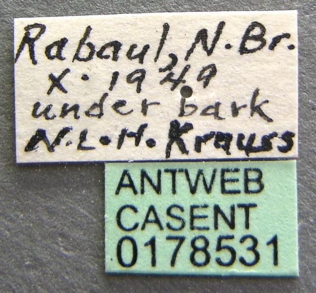 File:Rhopalomastix rothneyi casent0178531 label 1.jpg