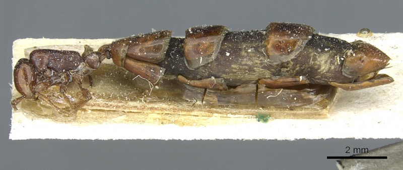 File:Aenictus congolensis casent0911419 p 1 high.jpg