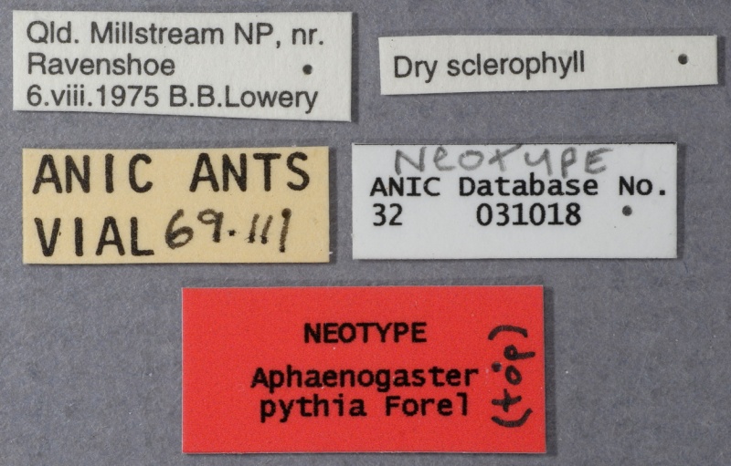 File:Aphaenogaster pythia neotype ANIC32-031018 labels-Antwiki.jpg