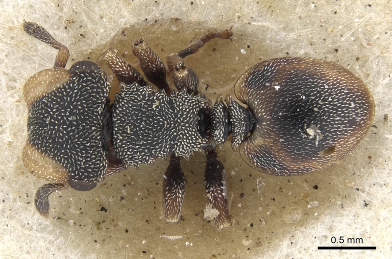 File:Cephalotes conspersus D casent0901462.jpg