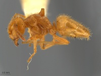 MCZ-ENT 002 Lasius vestitus hal.jpg