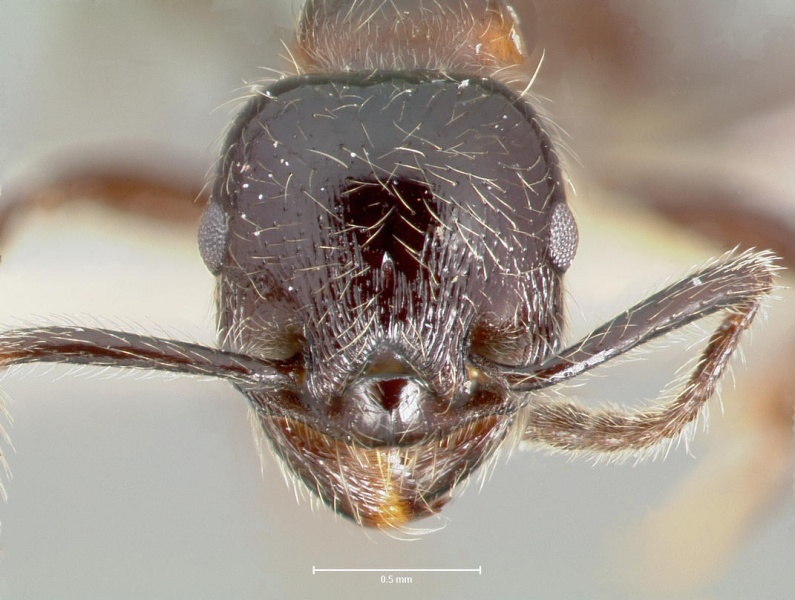 File:Manica parasitica casent0005974 head 1.jpg