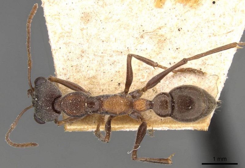 File:Myrmecia infima casent0907090 d 1 high.jpg