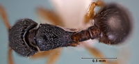 Myrmecina silvalaeva holotype ANIC32-047265 top.jpg