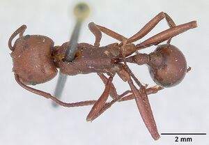 Pogonomyrmex cunicularius casent0173372 dorsal 1.jpg