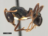 Rhytidoponera-fulgens-MCZ001L.jpg